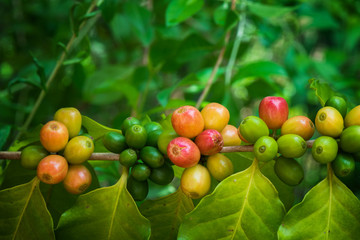 Closeup ripe coffe crop on tree