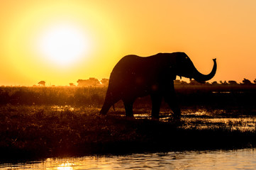 Fototapeta na wymiar Elephant Sunset