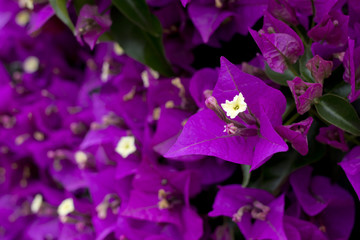 Closeup image of Bougainvillea flowers.