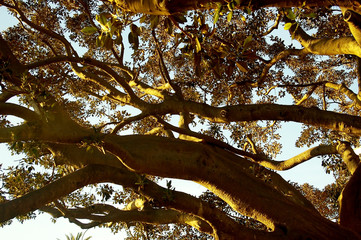 tronco de arbol ficus con raices en el parque de la Alameda en la capital de Cádiz, Andalucía. España