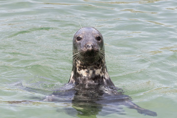 Earless seal head in the water (Phocidae).