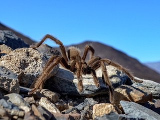 Desert Tarantula
