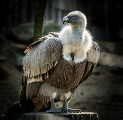 Big bird Griffon vulture