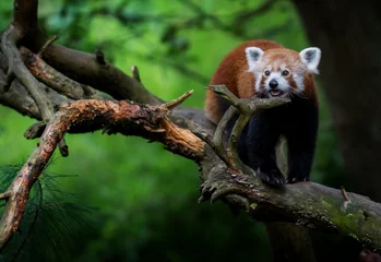 Crédence de cuisine en verre imprimé Panda Photo de panda roux