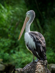 Portrait of Australian pelican