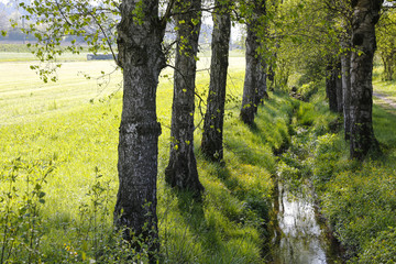 Birches grows along a narrow stream