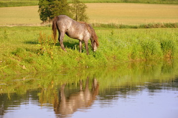 Flußpony, graues Pony grast am Flußufer in der Abendsonne