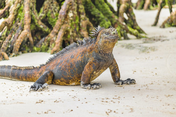 Iguana at Beach, Galapagos Islands, Ecuador
