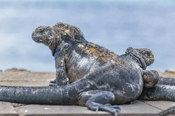Fototapeta premium Group of Small Iguanas Resting at Ground
