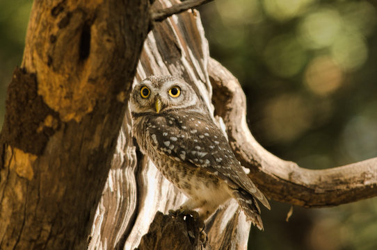 Spotted Owlet
