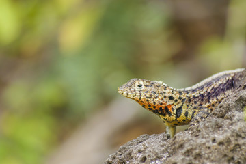 Small Lizard At Nature