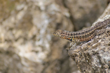 Small Lizard At Nature
