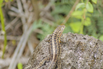 Small Lizard At Nature