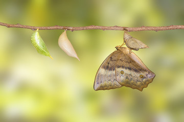 Emerging and chrysalis of common duffer butterfly ( Discophota sondaica Boisduval ) from chrysalis hanging on twig