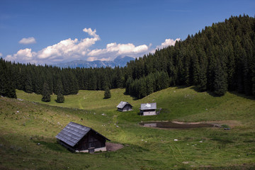 Fototapeta na wymiar Kranjska dolina mountain pasture on Pokljuka, Julian alps.