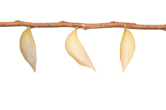 Isolated chrysalis of common duffer butterfly ( Discophota sondaica Boisduval ) hanging on twig