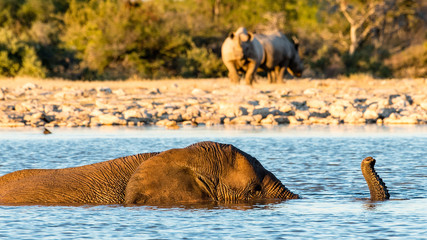 Elephant Snorkeling