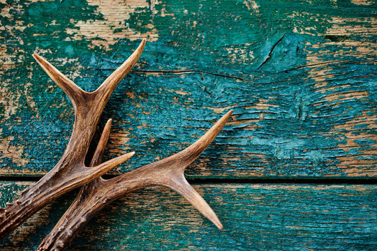 Stag antlers on vintage wood background