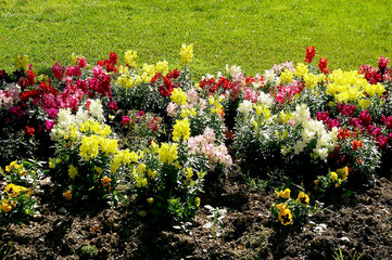 Flores coloridas rojas, blancas y amarillas en el jardín del parque