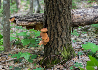 Red wood mushrooms on the oak tree