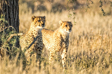 Cheetahs