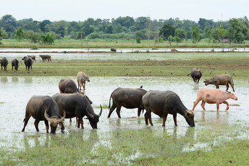 Fototapeta na wymiar Buffalo in the meadow with water
