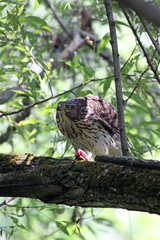 rapace
