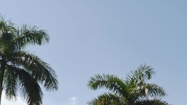 A view of an airplane flying across the clear sky and a palmtop next to it - Sunshine coming through the palm tree fronds.