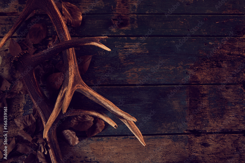 Wall mural seasonal stag antlers on dark woodgrain