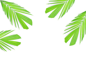 Green palm leaf isolated on white background