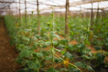 To grow cucumbers in the greenhouse. Agriculture