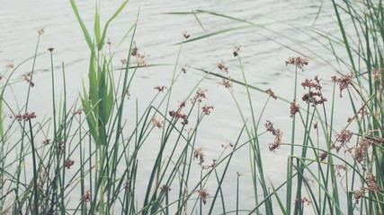Scene with reeds and river. Plants swinging in light wind.
