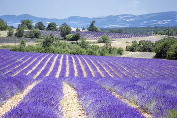 paesaggio provenzale, con le belle coltivazioni di lavanda