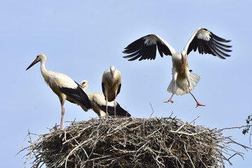 four young storks in nest day before first flight