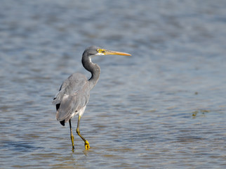 Fototapeta premium Western Reef Egret