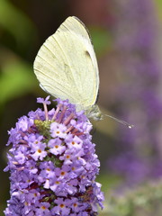 Buddleja davidii - butterfly bush with cabbage butterfly