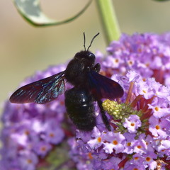 Buddleja davidii - butterfly bush with violet carpenter bee