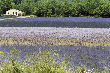 paesaggio provenzale, con le belle coltivazioni di lavanda