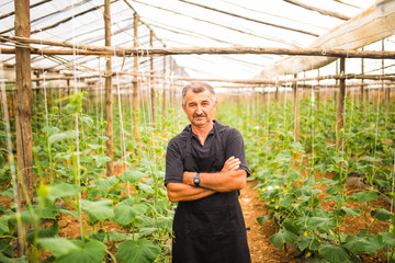 Middle age man with crossed hands cucumbers vegetables in a greenhouse. Agriculture