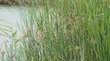 Scene with reeds and river. Plants swinging in light wind.