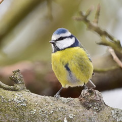 waiting for seeds,winter time
