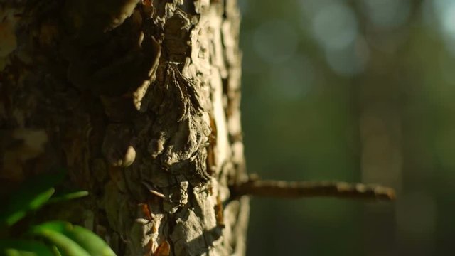 Close up ants crawling trunk tree nature forest sunny sunset rapid slow motion