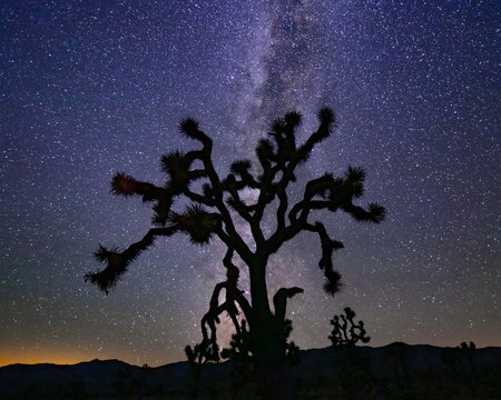 Joshua Tree Silhouetted against the Milkyway Galaxy