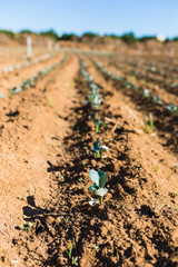 Young brocoli seedlings growing in a large greenhouse field. Agriculture