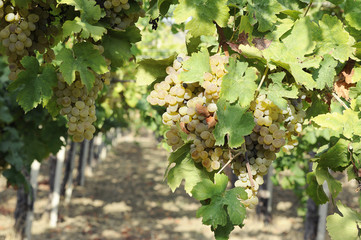 Fototapeta premium Grape vine yard