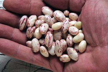 Phaseolus vulgaris