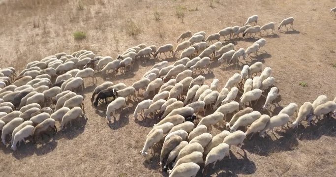 Vista aerea di un gregge di pecore e capre al pascolo. Gli ovini sono tanti e intenti a mangiare. Le Il file &egrave; nativo della macchina e girato in d-log quindi personalizzabile.