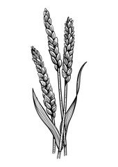 Wheat illustration, drawing, engraving, ink, line art, vector