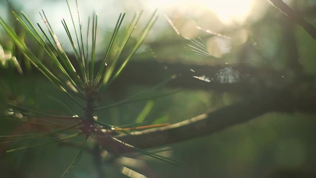 Close up fir tree spiderweb nature forest sunny sunset rapid slow motion