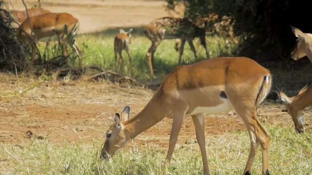 Group of Impala eating grass in Africa